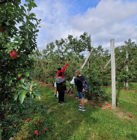 Apple Picking